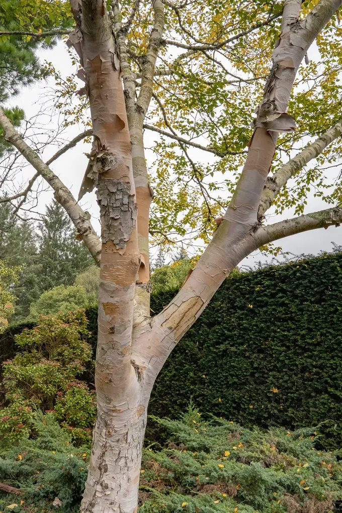 Betula ermanii 200 250 Pot C10L