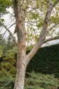 Betula ermanii 200 250 Pot C10L