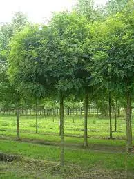 Robinia pseudoacacia Umbraculifera 20 25 Haute Tige Motte - Acacia boule