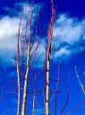 Tilia platyphyllos Rubra Haute Tige 10 12 Motte - Tilleul