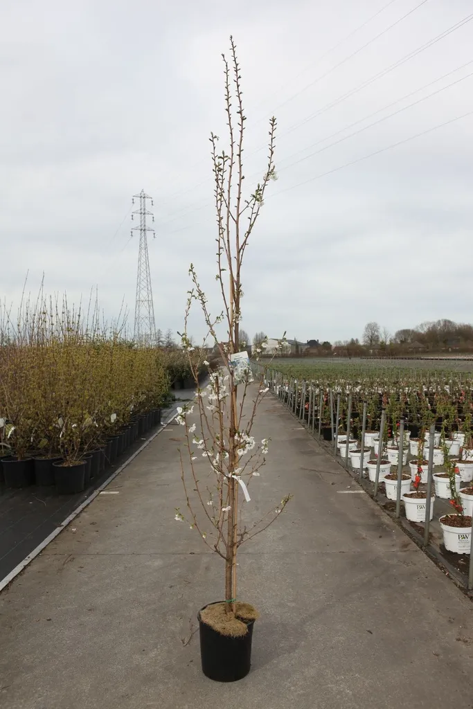[102524] Prunus umineko Baliveaux 150/+
