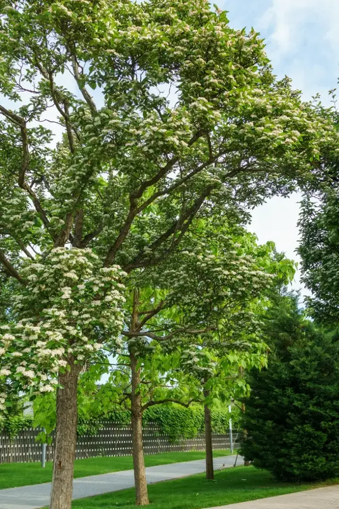 Crataegus lavalleei Carrierei Haute Tige 18 20 Motte ** Fort **