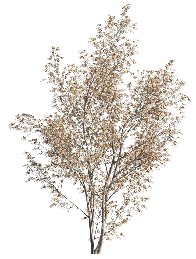 [100604] Amelanchier lamarckii 100 125 cm Pot C5