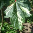 Acer pseudoplatanus Leopoldii Ht