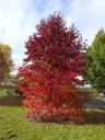 Liquidambar styraciflua Worplesdon Baliveau XTRA 250 300 cm Motte - Copalme d'Amérique