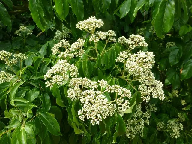 Tetradium danielli 16 18 Haute Tige ** Arbre à miel ou à abeilles **