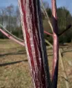 Acer conspicum Mozart C3