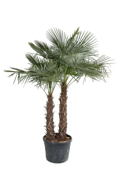 [108066] Trachycarpus fortunei (syn. excelsa) 175 200 cm 2 troncs Pot C90Litres