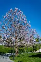 Paulownia tomentosa tige 200 250  Pot C15Litres ** Arbre impérial **