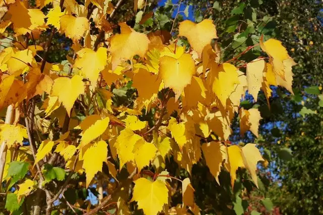 Tilia mongolica Buda 08 10 Haute Tige - Tilleul pour petit jardin.