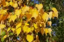 Tilia mongolica Buda 08 10 Haute Tige - Tilleul pour petit jardin.