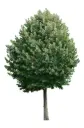 Tilia tomentosa Brabant Haute Tige 18 20 - Tilleul