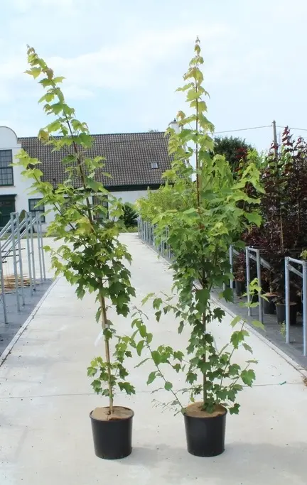 Acer rubrum Fairview Flame Baliveau 250 300 