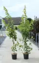 Acer rubrum Fairview Flame Baliveau 250 300 