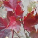 Acer rubrum Fairview Flame175 200 cm Baliveau Pot C12Litres ** Erable rouge **
