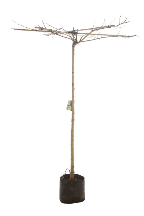 Morus alba Fruitless PARASOL 12/+ C35