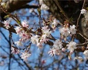 Prunus subhirtella Autumnalis Rosea Demi Tige Pot C18