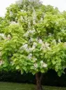 Catalpa bignonioides Aurea Haute Tige 18 20 Pot ou Motte