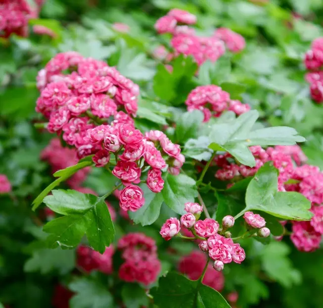 Crataegus laevigata Paul's Scarlet Haute Tige 14 16 Motte ** Aubépine rouge **