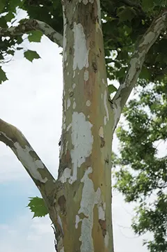 Platanus acerifolia ou hispanica 45 50 Haute Tige motte ** Exemplaire exceptionnel **