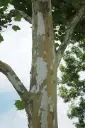 Platanus acerifolia ou hispanica 45 50 Haute Tige motte ** Exemplaire exceptionnel **