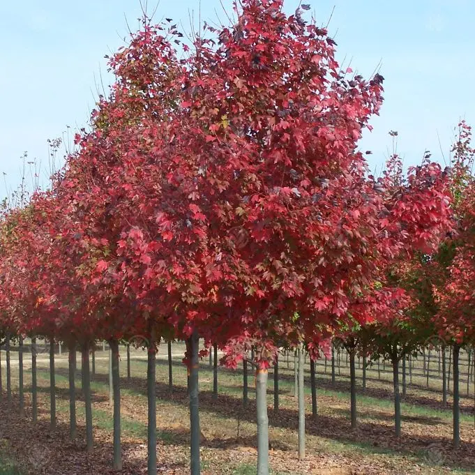 Acer rubrum Fairview Flame Ht 18 Mg ** Erable rouge **