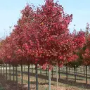 Acer rubrum Fairview Flame Ht 18 Mg ** Erable rouge **