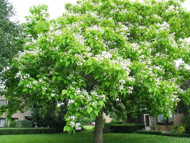 Catalpa bignonioides 18 20 Haute Tige Motte ** Jolie floraison **