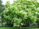 Catalpa bignonioides 18 20 Haute Tige Motte ** Jolie floraison **
