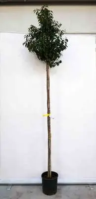 Prunus lusitanica Angustifolia Haute Tige 8 10 Pot