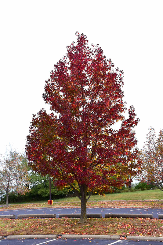 Liquidambar styraciflua 25 30 Haute tige Motte Grillagée. Copalme d'Amérique.