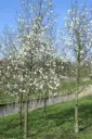 Magnolia kobus Haute Tige 10 12 Motte