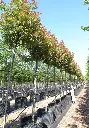 Photinia fraseri Red Robin Haute Tige 14 16 Pot