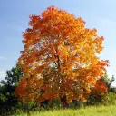 Acer platanoides Haute Tige 12 14 Motte - Erable plane