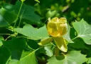 Liriodendron tulipifera ht 12 14