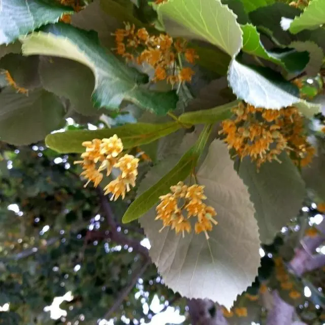 Tilia tomentosa Brabant Haute Tige 30 35 Motte - Tilleul argenté
