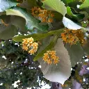 Tilia tomentosa Brabant Haute Tige 30 35 Motte - Tilleul argenté