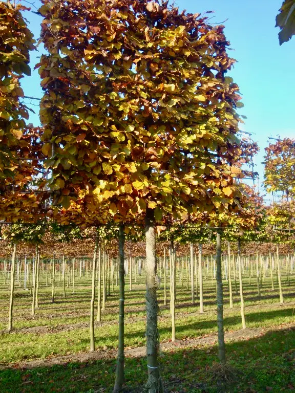 Fagus sylvatica palissé 4 étages XXXL 18 20 Motte - hêtre vert palissé