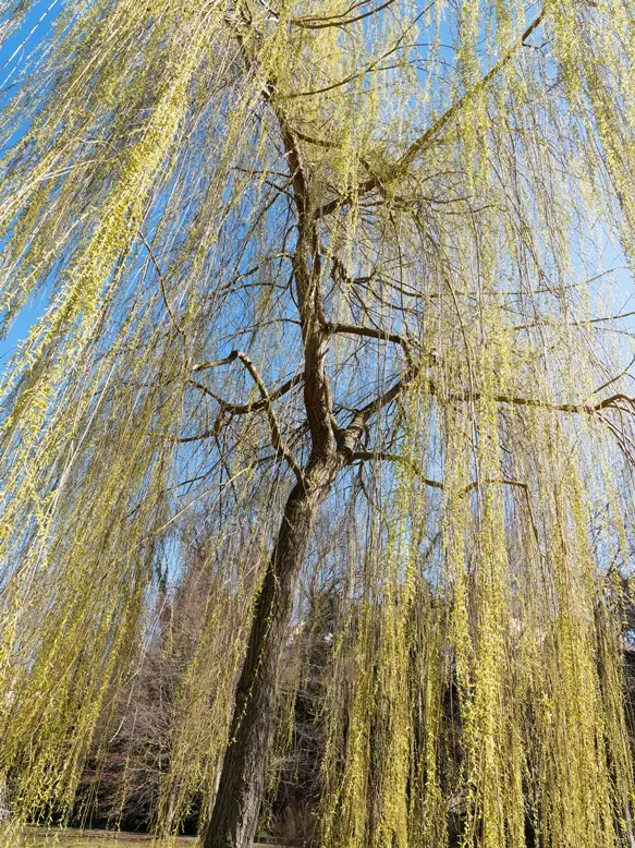 Salix sepulcralis Chrysocoma XXL Haute Tige 18 20 Motte ** Saule pleureur **