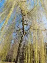 Salix sepulcralis Chrysocoma XXL Haute Tige 18 20 Motte ** Saule pleureur **