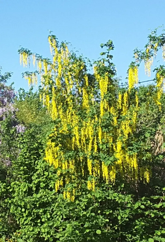 Laburnum anagyroides Baliveau Multi-troncs 300 350 cm Pot C70 Cépée bien ramifiée ** Pluie d´or **