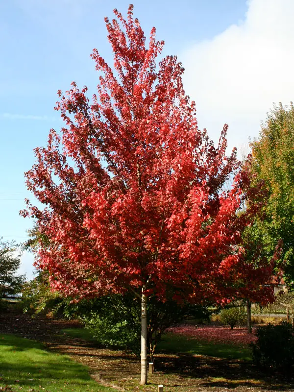 Acer rubrum Brandywine Haute Tige 16 18 ** Erable rouge **