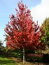 Acer rubrum Brandywine Haute Tige 16 18 ** Erable rouge **