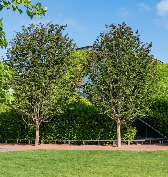 Parrotia persica 20 25 XXTRA Haute Tige * Arbre de fer.