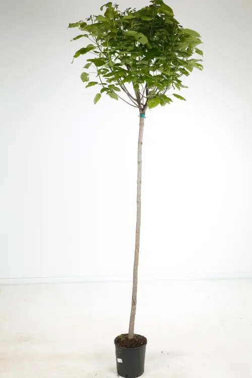 Catalpa bungei Haute Tige 12 14 Pot C35