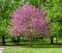 Cercis siliquastrum Haute tige 8 10 XTRA Motte ou Pot * Arbre de Judée