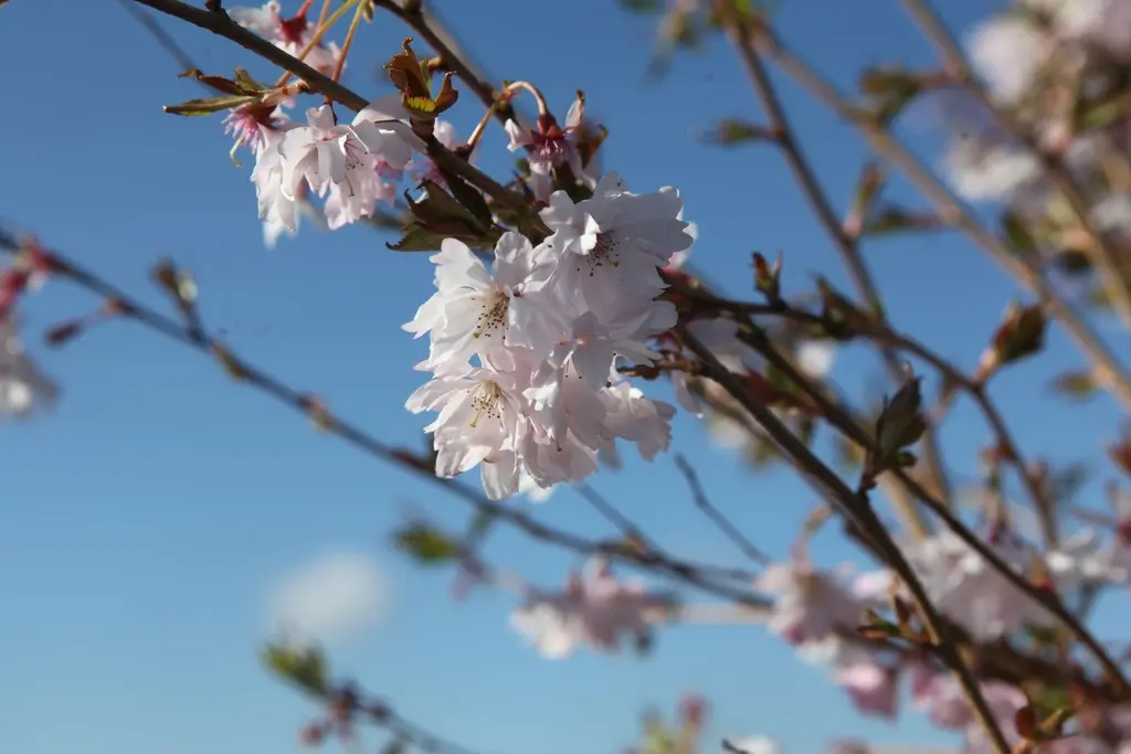 Prunus subhirtella Autumnalis Haute Tige 10 12 pot de 35 Litres