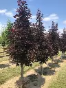 Acer platanoides Crimson Sentry Haute Tige 10 12