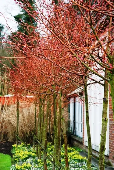 Tilia cordata Winter Orange Ht 10 12 motte - Tilleul