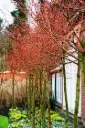 Tilia cordata Winter Orange Ht 10 12 motte - Tilleul